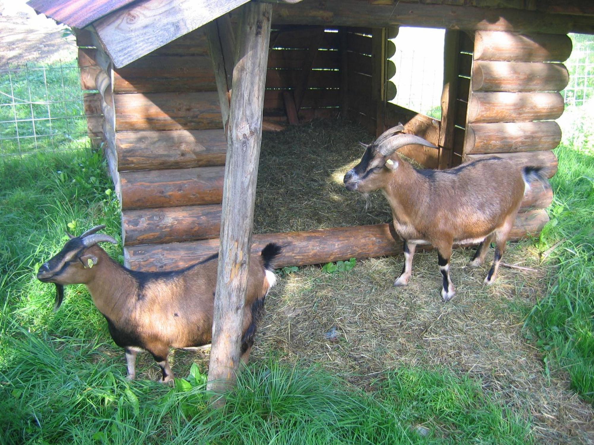 Russbachbauer Séjour à la ferme Saint Wolfgang