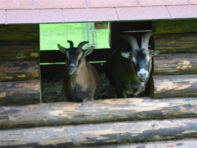 Séjour à la ferme Russbachbauer *